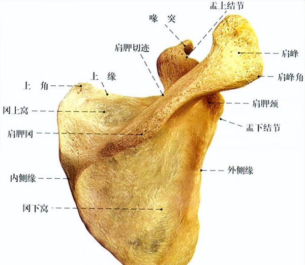 穿琵琶骨就是废人了吗