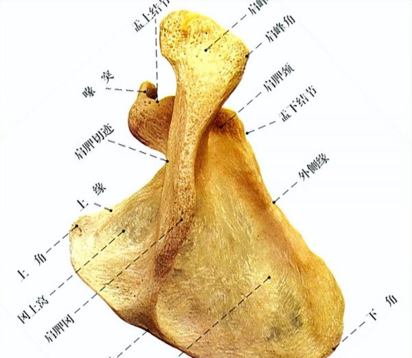 穿琵琶骨就是废人了吗