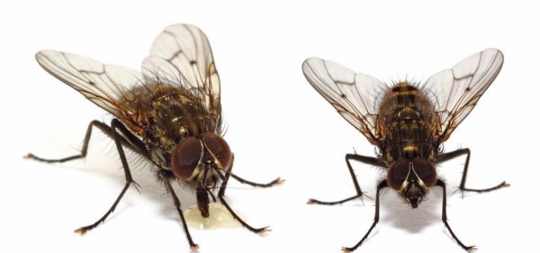 苍蝇为什么喜欢往人身上飞