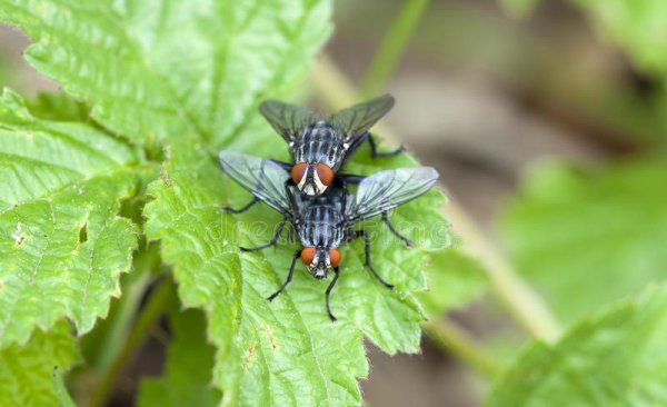 苍蝇为什么喜欢往人身上飞