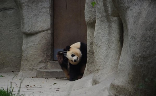 关于熊猫的爱好是什么