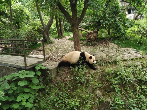 关于熊猫的爱好是什么