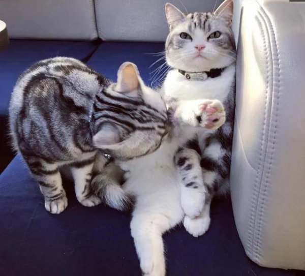 美短虎斑猫有什么区别图片