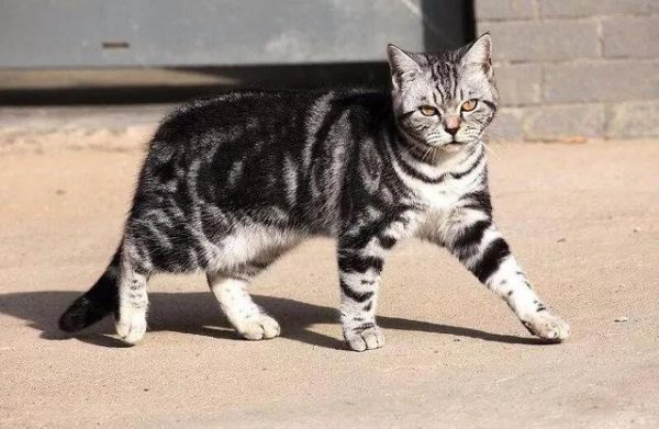 美短虎斑猫有什么区别图片