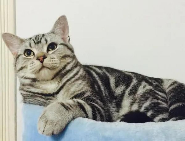 美短虎斑猫有什么区别图片