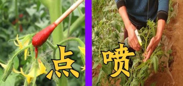 番茄开花需要授粉吗