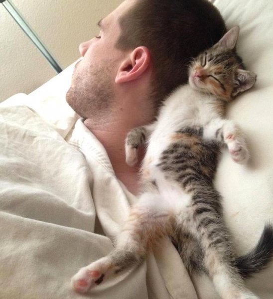 13个已被科学证明的养猫好处