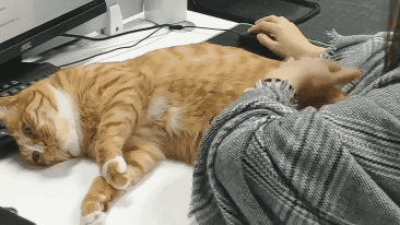 13个已被科学证明的养猫好处