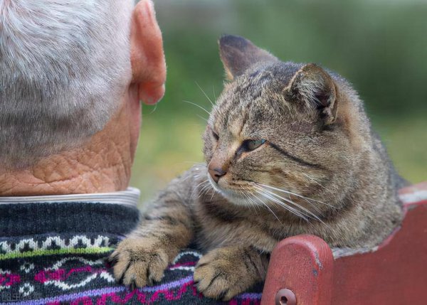 13个已被科学证明的养猫好处