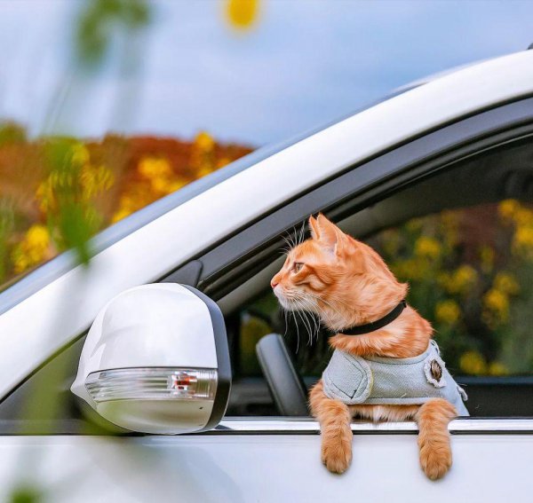 13个已被科学证明的养猫好处
