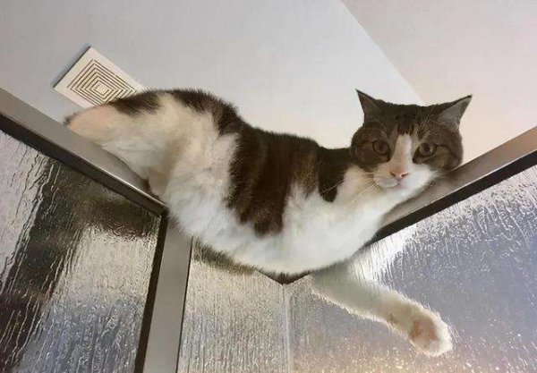 13个已被科学证明的养猫好处