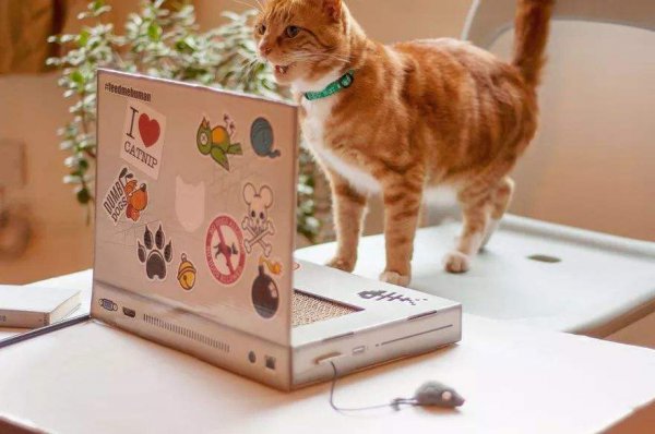 13个已被科学证明的养猫好处