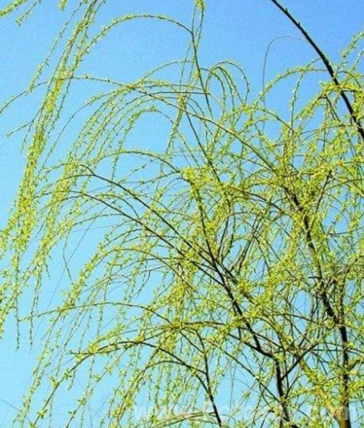 祖坟前栽什么树最旺后人