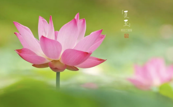 关于夏至的诗句古诗大全