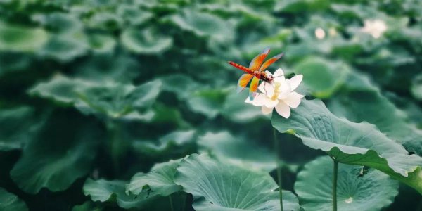 关于夏至的诗句古诗大全