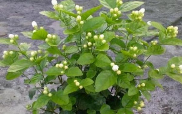 喜欢阳光的植物盆栽室外