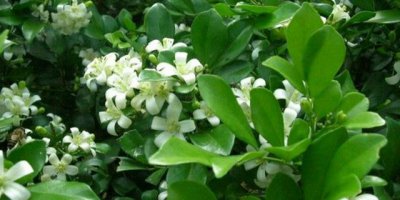 九里香种在家里禁忌 九里香花香浓郁适合在室内养吗