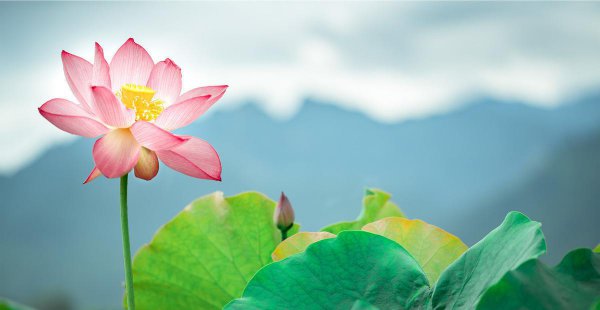 莲花寓意着什么意