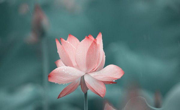 莲花寓意着什么意