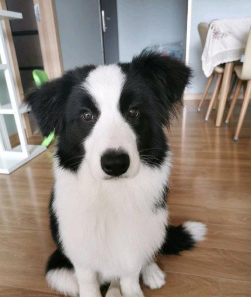 什么狗狗最聪明最好好训不掉毛
