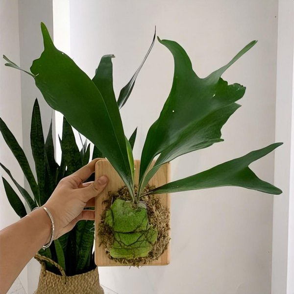 喜阴的花卉有哪些品种图片