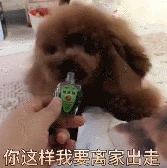 狗最怕什么气味不敢来拉尿