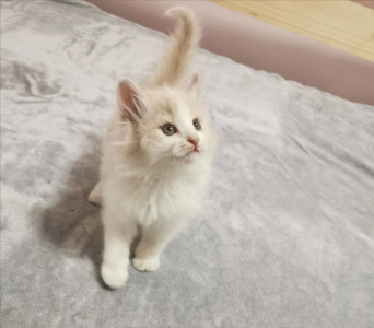 家猫和宠物猫的区别和性格 家猫适不适合当宠物猫来养