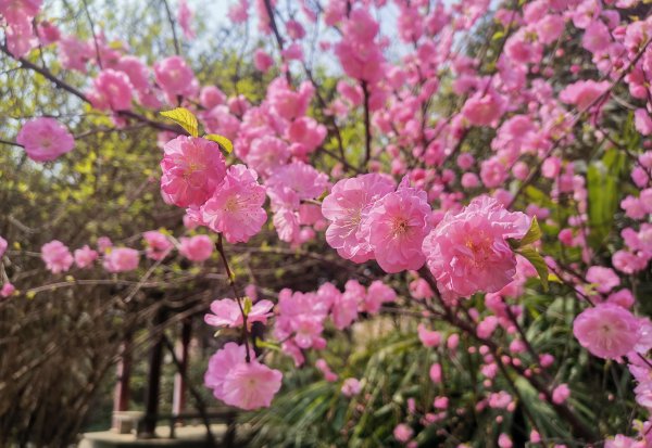 门前风水十大吉祥花