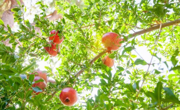 门前风水十大吉祥花