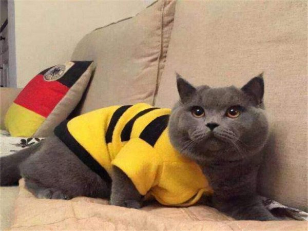 为什么好多人丢蓝猫
