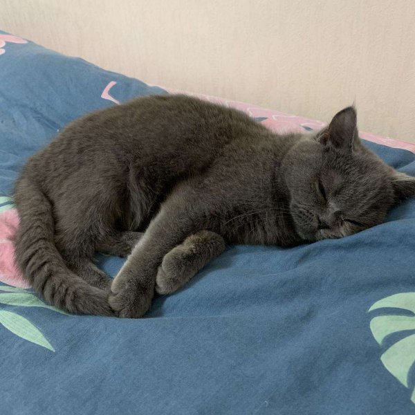 为什么好多人丢蓝猫