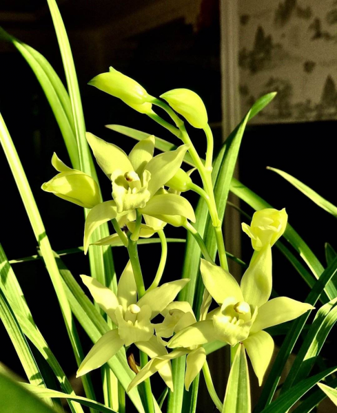 花中君子指的是什么植物