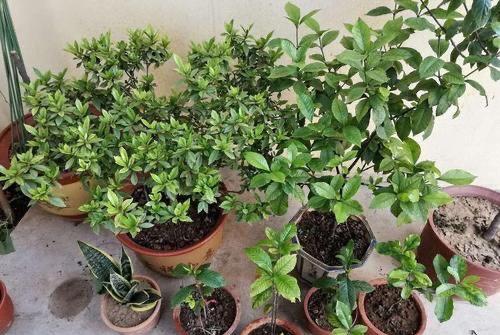 栀子花黄叶掉花苞是什么原因造成的