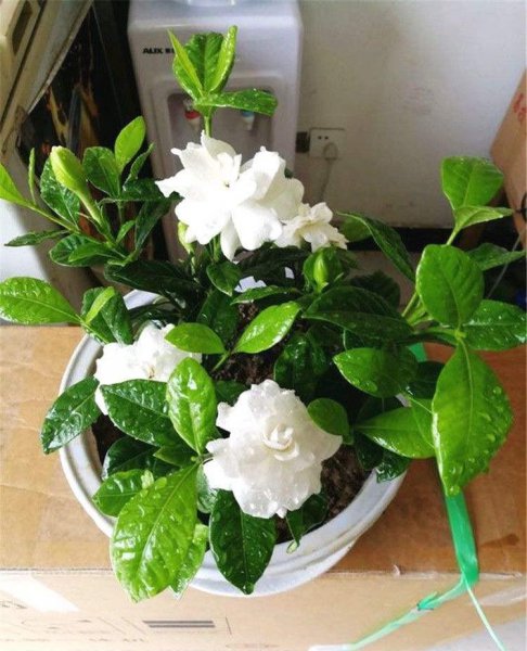 栀子花黄叶掉花苞是什么原因造成的