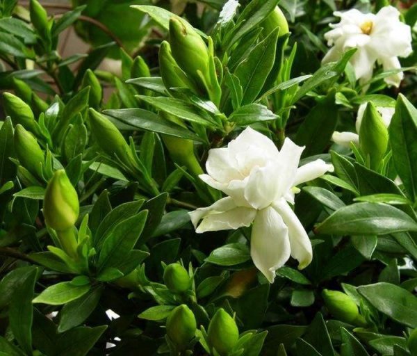 栀子花黄叶掉花苞是什么原因造成的