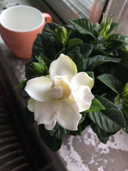 栀子花黄叶掉花苞是什么原因造成的