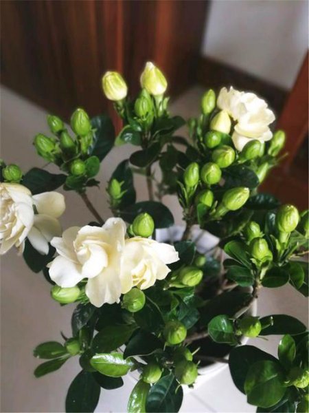 栀子花黄叶掉花苞是什么原因造成的