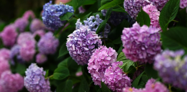 关于描写绣球花的诗句