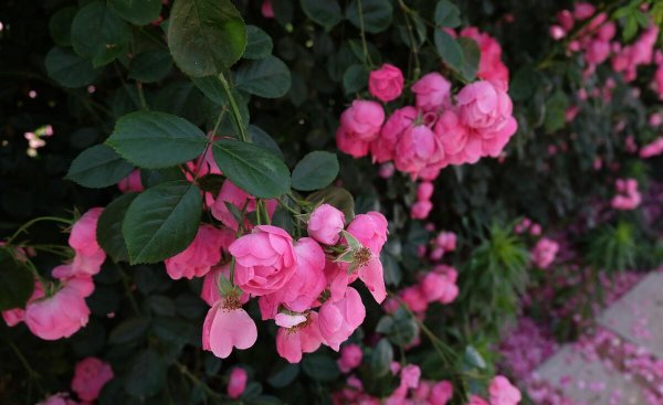 关于形容六月的诗句欣赏