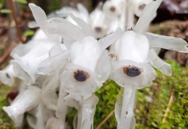 幽灵兰花的样子与价值