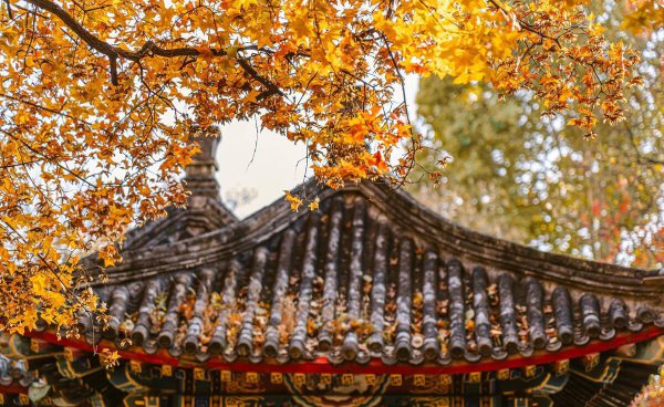 描写梧桐树的诗句大全