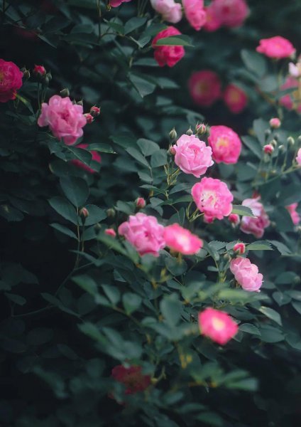 关于蔷薇花古诗
