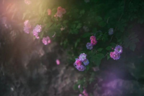 关于蔷薇花古诗