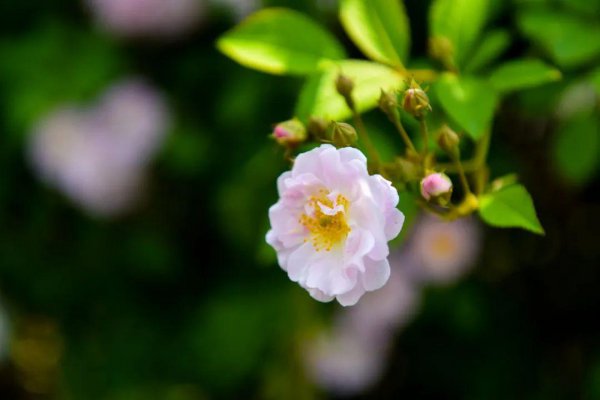 关于蔷薇花古诗
