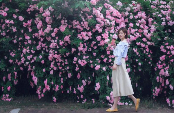 关于蔷薇花古诗
