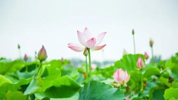 六月有什么特别的日子