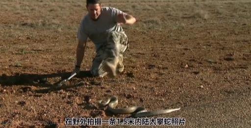 内陆太攀蛇是世界上最毒的蛇吗