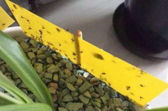 花土里的小飞虫怎么彻底清除