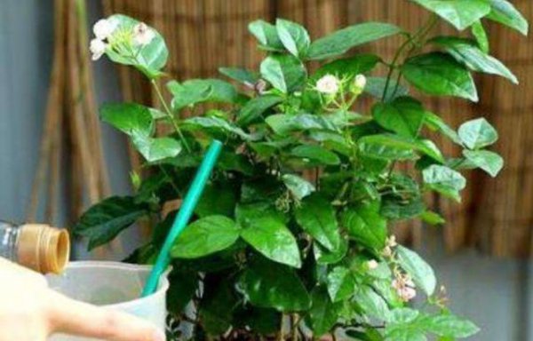 花土里的小飞虫怎么彻底清除
