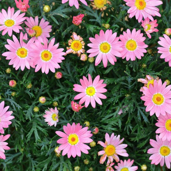 家里养好看的花品种